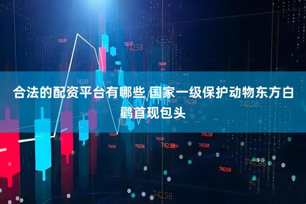 合法的配资平台有哪些 国家一级保护动物东方白鹳首现包头