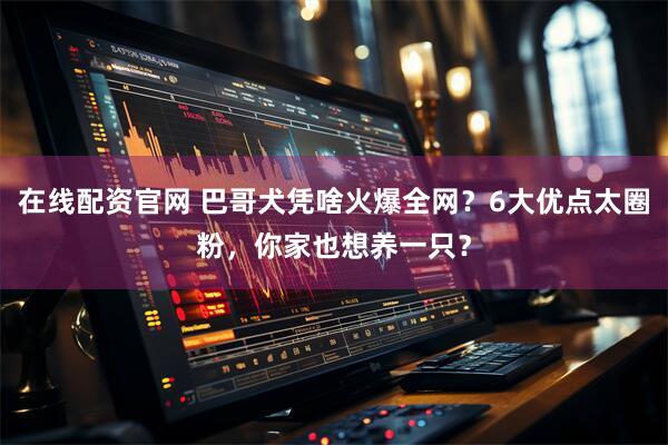 在线配资官网 巴哥犬凭啥火爆全网？6大优点太圈粉，你家也想养一只？